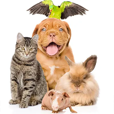 Pet-shop-za-zivotinje